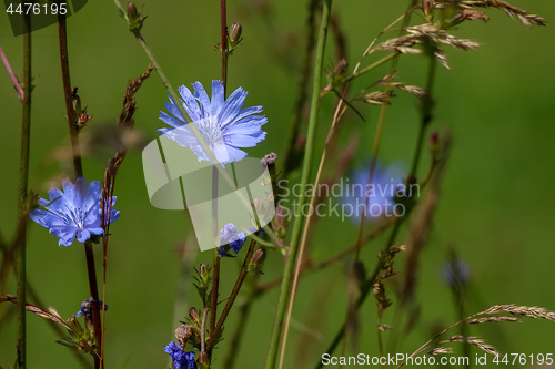 Image of Blue chicory on green meadow.