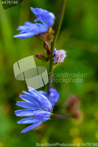 Image of Blue chicory on green meadow.