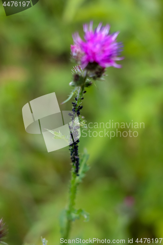 Image of Pink blooming thistle with insets