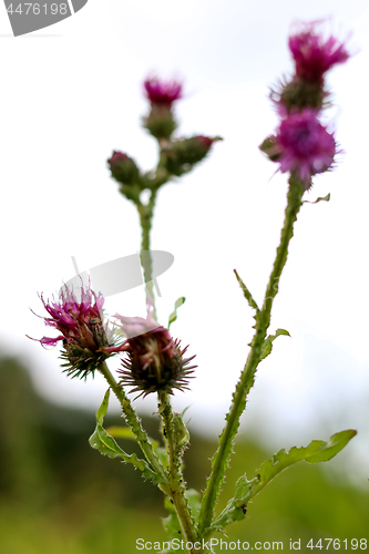 Image of Blooming thistle on sky background.