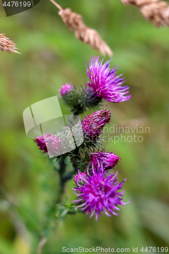 Image of Blooming thistle on green background.