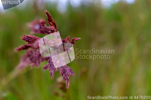 Image of Background of bent in green grass