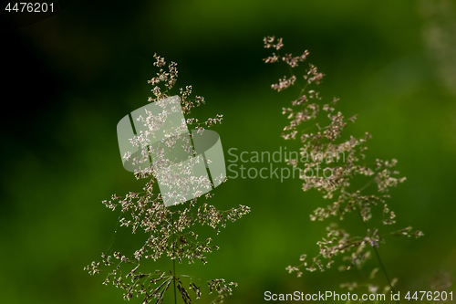 Image of Bent in green grass background.