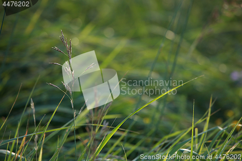 Image of Closeup of green grass