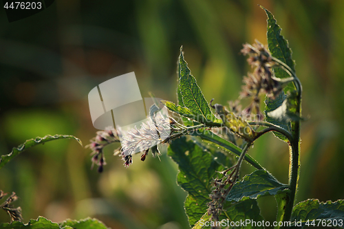 Image of Weed in green grass as background.