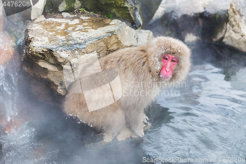 Image of japanese macaque or snow monkey in hot spring