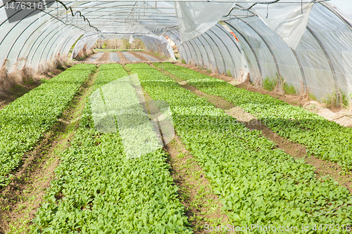 Image of organic radish planting in greenhouses