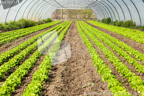 Image of culture of organic salad in greenhouses