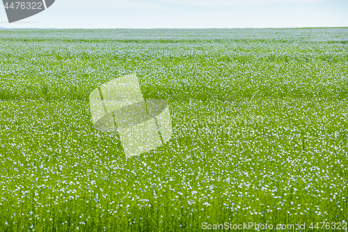 Image of Large field of flax in bloom in spring