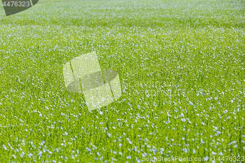 Image of Large field of flax in bloom in spring