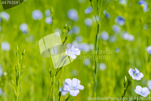 Image of blue flax field closeup at spring shallow depth of field