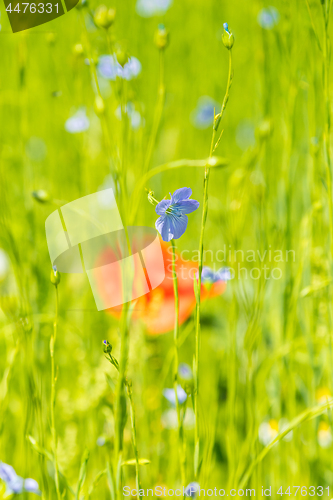 Image of Red poppy flowers on blue flax field