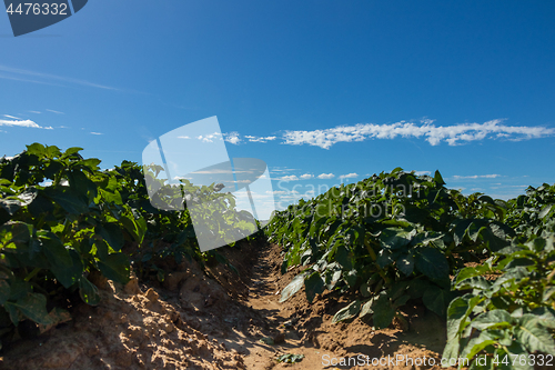 Image of Green field of potato crops in a row