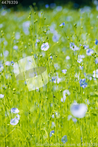 Image of blue flax field closeup at spring shallow depth of field