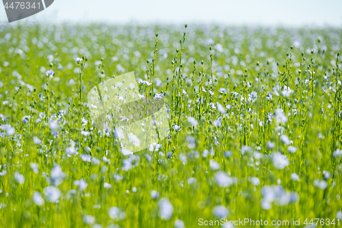 Image of Large field of flax in bloom in spring