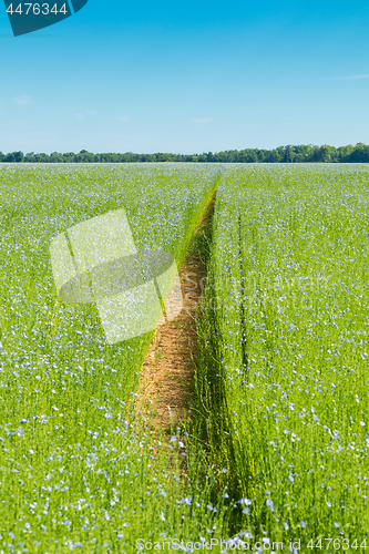 Image of Large field of flax in bloom in spring