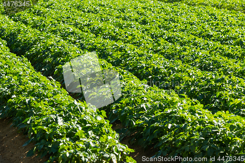 Image of Large potato field with potato plants planted in nice straight rows