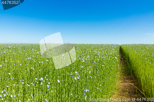 Image of Large field of flax in bloom in spring