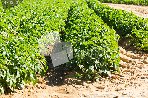 Image of Large potato field with potato plants planted in nice straight rows