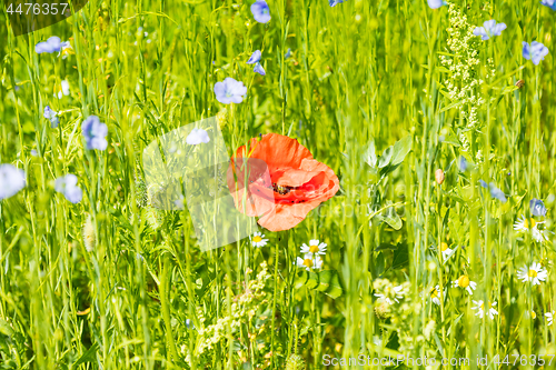 Image of Red poppy flowers on blue flax field