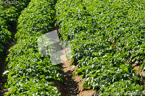 Image of Large potato field with potato plants planted in nice straight rows