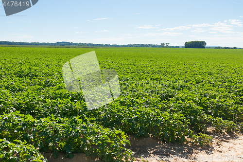 Image of Large potato field with potato plants planted in nice straight rows