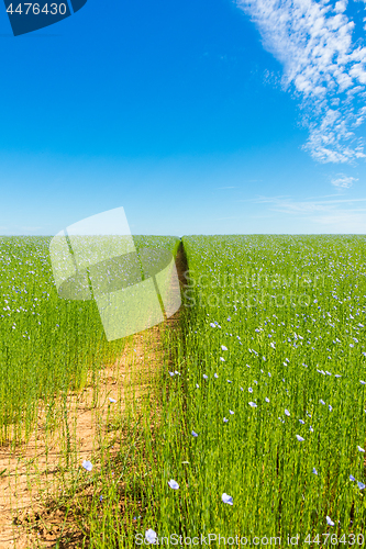 Image of Large field of flax in bloom in spring