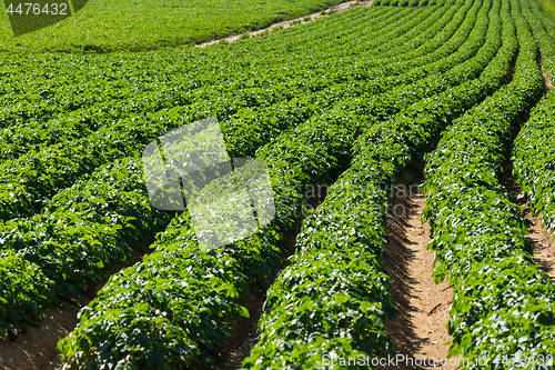 Image of Large potato field with potato plants planted in nice straight rows