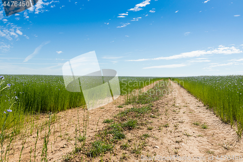 Image of Large field of flax in bloom in spring