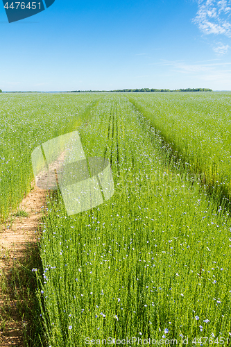 Image of Large field of flax in bloom in spring