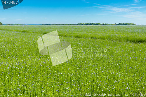 Image of Large field of flax in bloom in spring