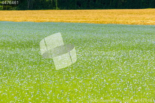 Image of Large field of flax in bloom in spring