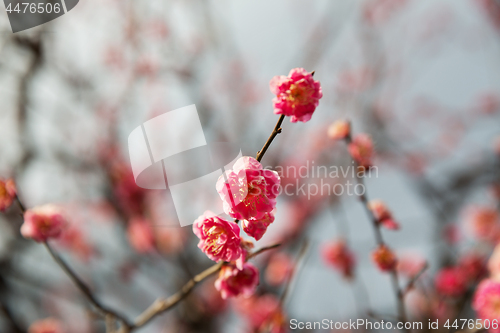 Image of close up of beautiful sakura tree blossoms