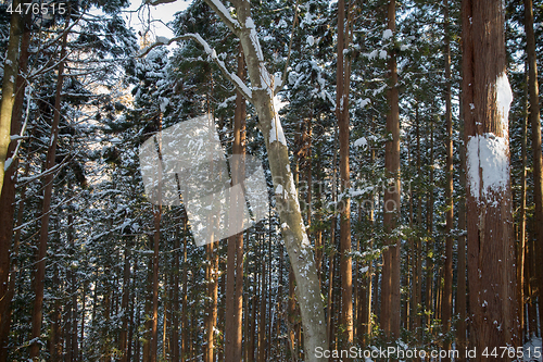 Image of winter forest in japan