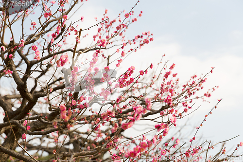 Image of close up of beautiful sakura tree blossoms