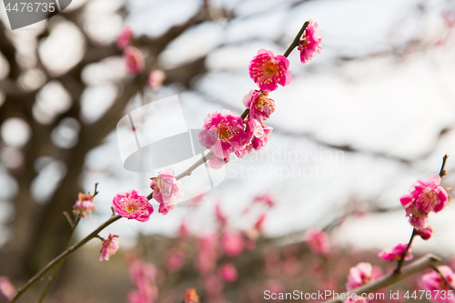 Image of close up of beautiful sakura tree blossoms