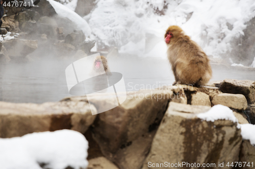 Image of japanese macaques or snow monkeys in hot spring