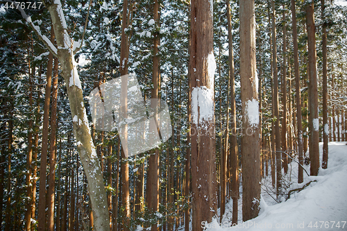 Image of winter forest in japan