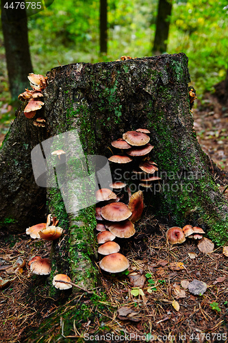 Image of Old stump covered with moss and mushrooms