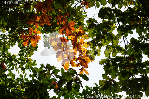 Image of Autumn forest