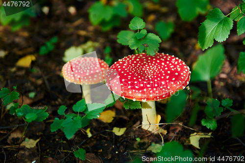 Image of Two mushroom fly agaric