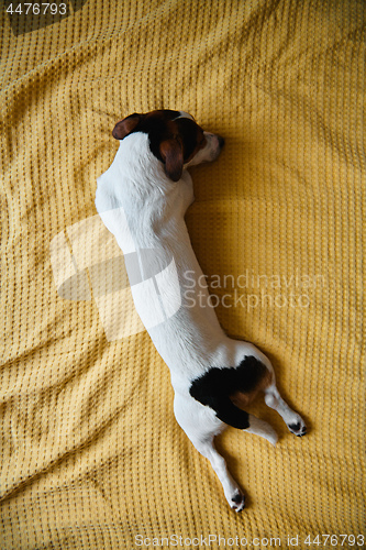 Image of Dog Jack Russell lies on the bed