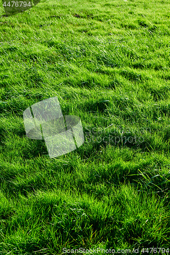 Image of Green grass background meadow