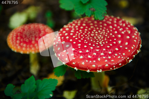 Image of Two mushroom fly agaric