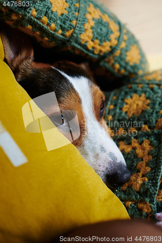 Image of Dog Jack Russell lies on the bed