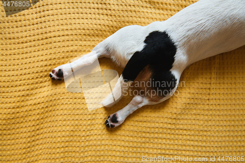 Image of Dog Jack Russell lies on the bed