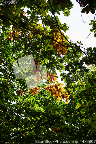 Image of Autumn forest