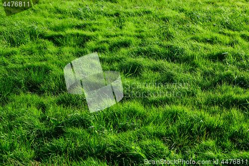 Image of Green grass background meadow