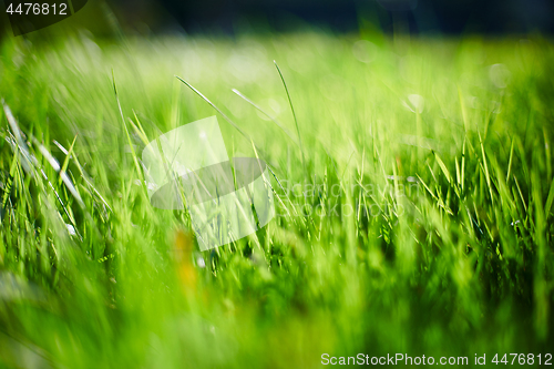 Image of Green grass background meadow