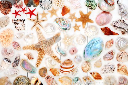 Image of Large Seashell Collection